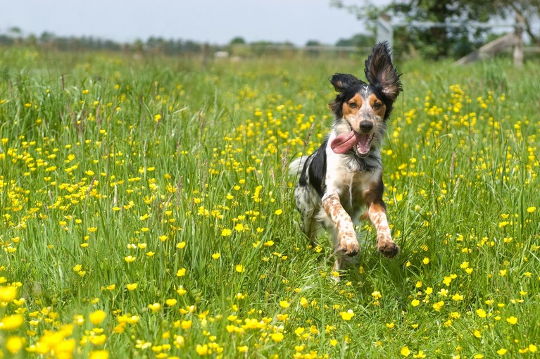 Why choose Premier Pet Dentistry in Beaverton, OR