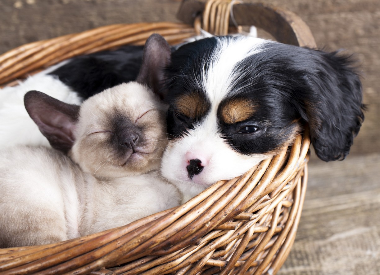 Pet oral tumor evaluation in Beaverton, OR