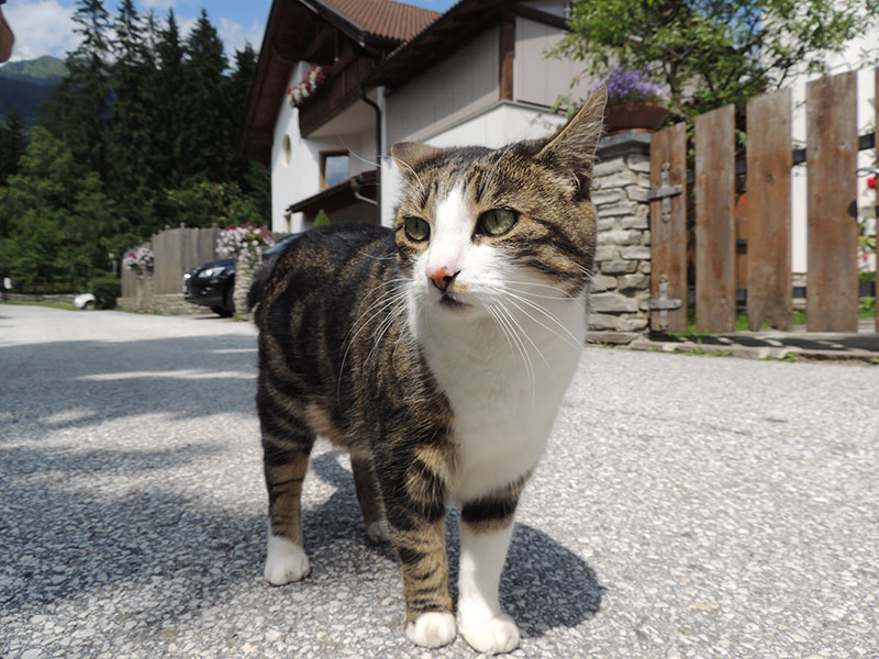 Cat evaluated for tooth resorption in Beaverton, OR