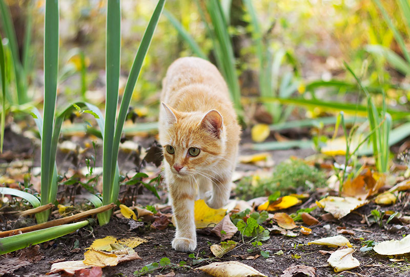 Cat receiving care for feline stomatitis in Beaverton, OR