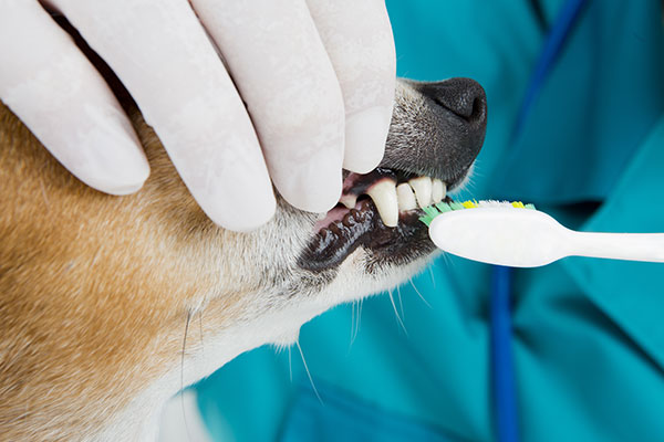 Pet dental conditions treated at Premier Pet Dentistry in Beaverton, OR