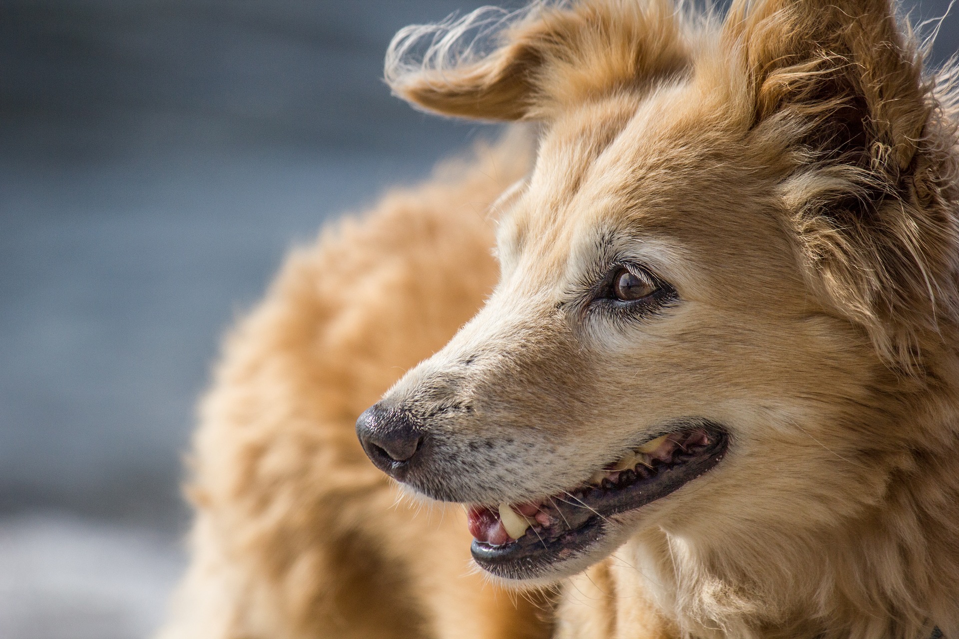 Dog with a fractured tooth treated in Beaverton, OR
