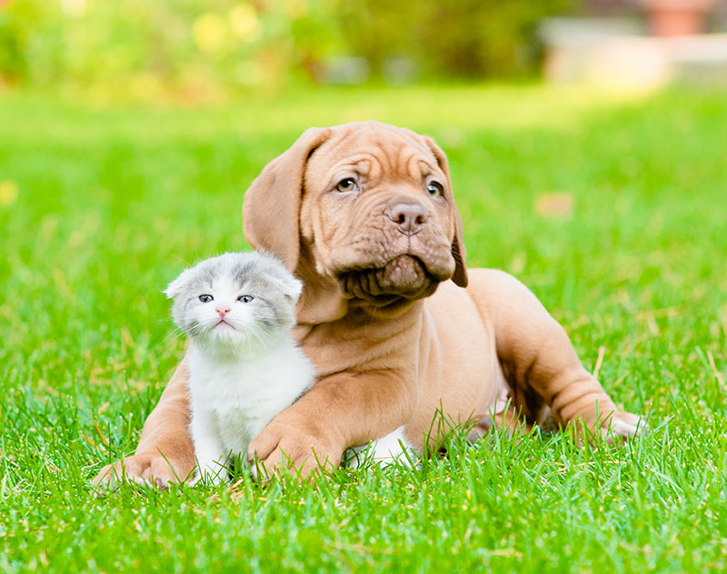 Puppy and kitten checked for retained baby teeth in Beaverton, OR