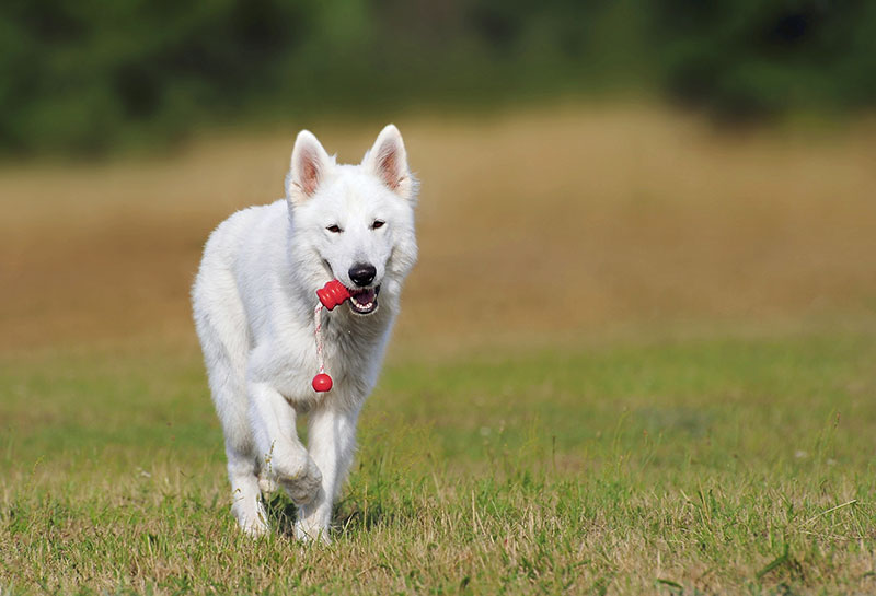 Dog recovering after jaw fracture repair in Beaverton, OR