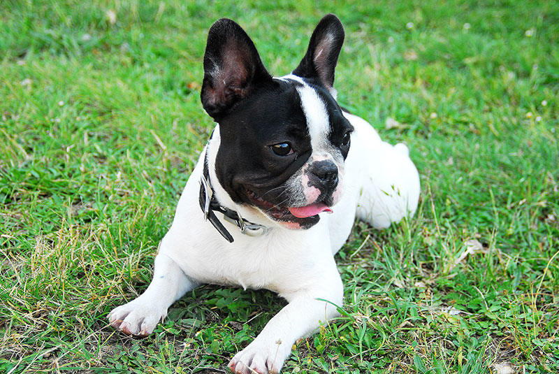 Dog bite evaluation for malocclusion in Beaverton, OR