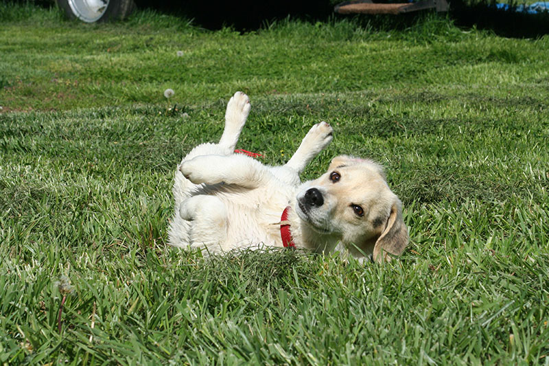 Premier Pet Dentistry giving back in the Beaverton community