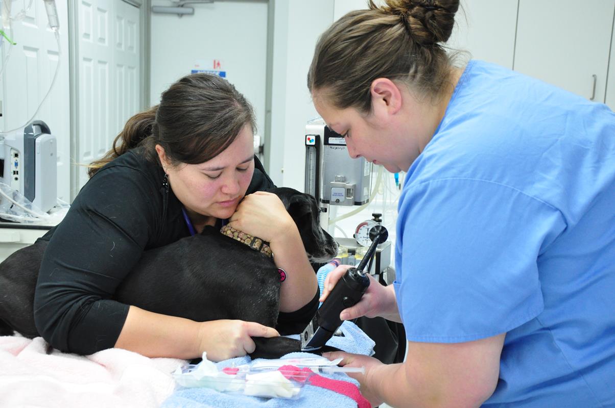 Veterinary dentist serving Portland, OR pets