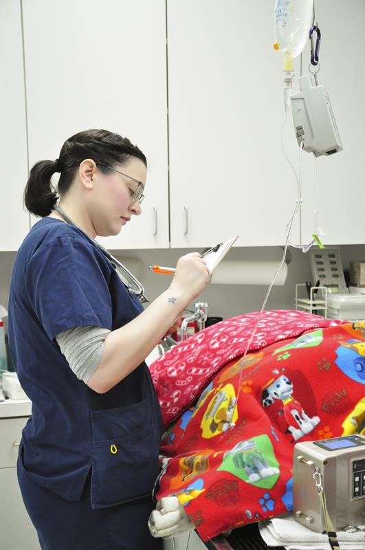 Veterinary dentist serving Hillsboro, OR pets