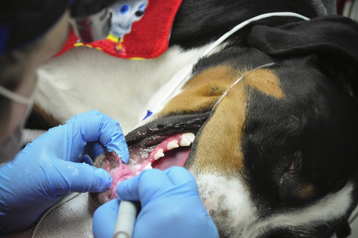 Veterinary dentist serving Tigard, OR pets