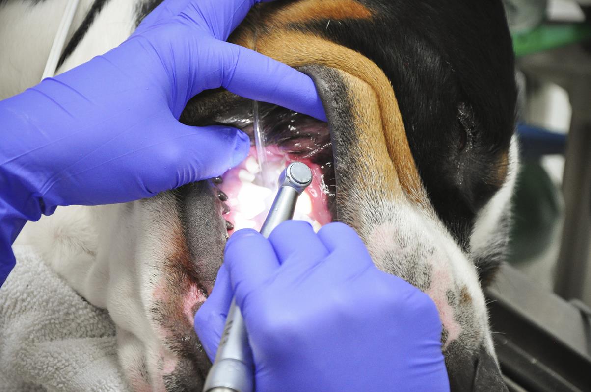 Veterinary dentist serving Lake Oswego, OR pets