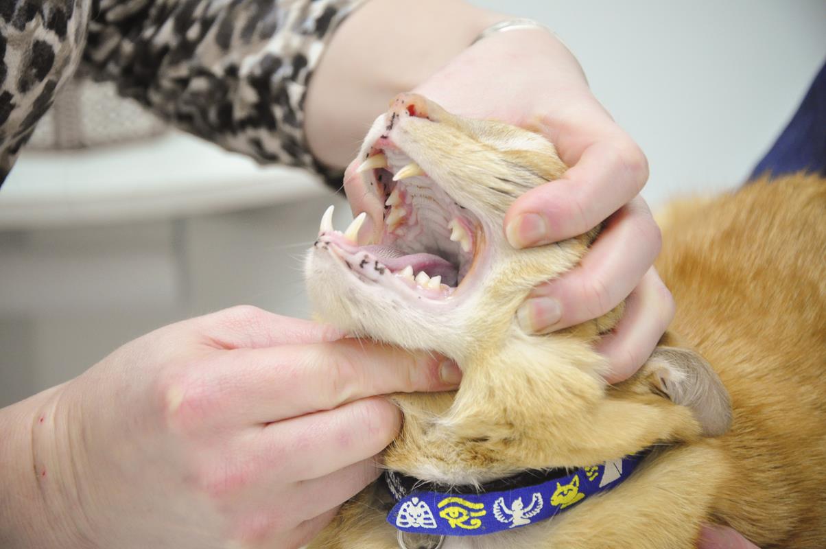 Veterinary dentist serving Tualatin, OR pets